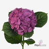 Hydrangea saint tropez