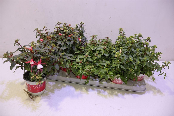 <h4>Fuchsia B F Gem</h4>