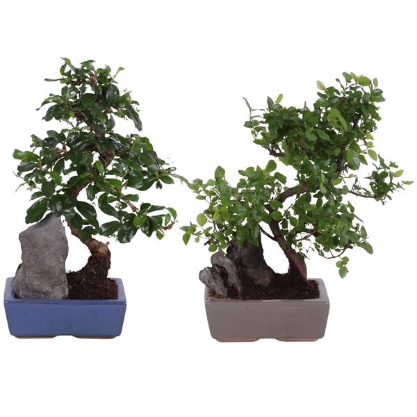 <h4>Bonsai S-Shape Mix with Rock in Ø15cm Ceramic</h4>