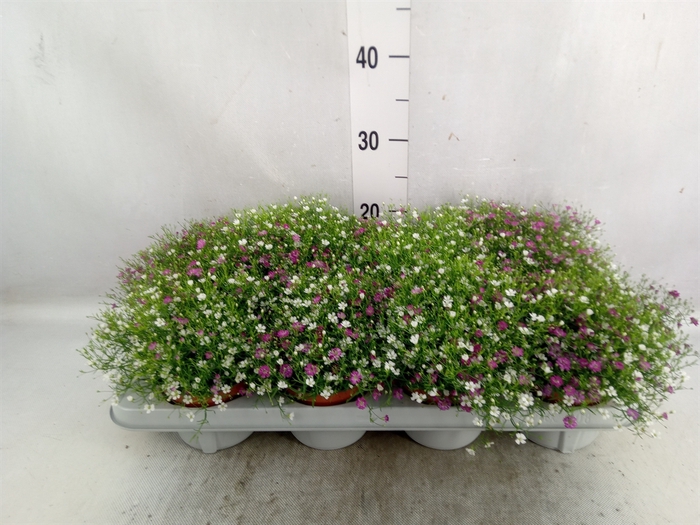 Gypsophila muralis 'Gypsy'