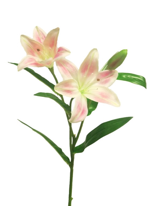 <h4>Lilium Buscar spray pink 53cm</h4>