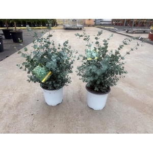 Eucalyptus gunnii (Gomboom) struik