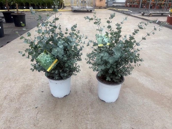 <h4>Eucalyptus gunnii (Gomboom) struik</h4>