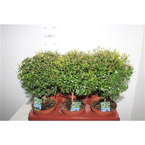 Myrtus Com