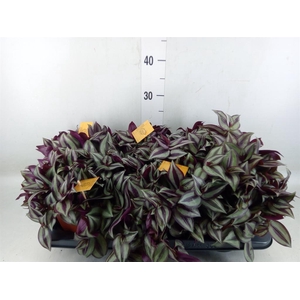 Tradescantia zebr. 'Purpusii'