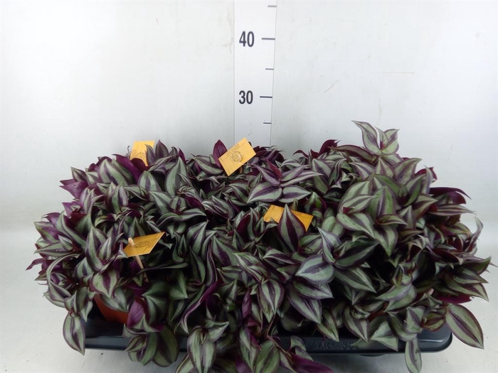 <h4>Tradescantia zebr. 'Purpusii'</h4>