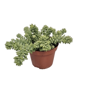 Sedum Burrito