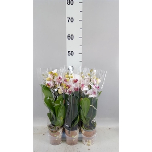 Phalaenopsis multi. 'FC Safe Haven'
