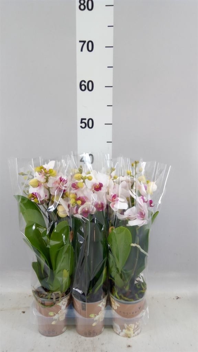 <h4>Phalaenopsis multi. 'FC Safe Haven'</h4>