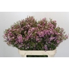 Chamelaucium Kerryn