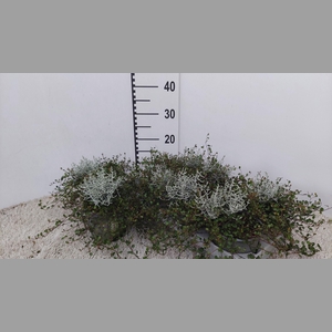 LEUCOPH BROWNII