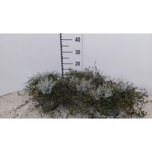 LEUCOPH BROWNII