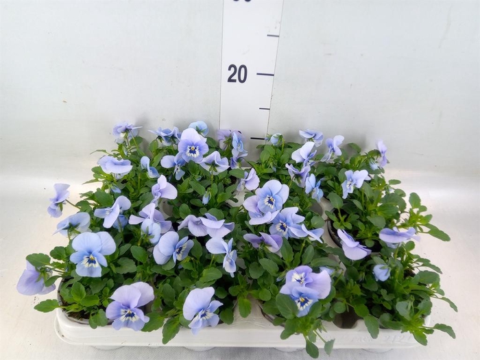 <h4>Viola corn. 'Evo Mini Deep Marina'</h4>