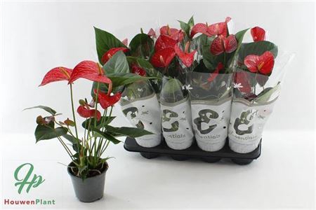 <h4>Anthu An Red Bull 3+</h4>