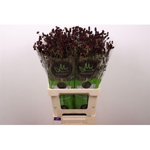 Sang Of Bl Dream Sel