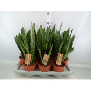 Sansevieria zeylanica