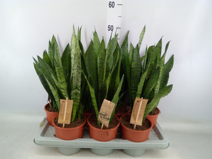 <h4>Sansevieria zeylanica</h4>