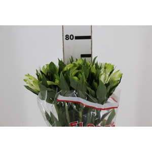 ALSTROEMERIA MISTRAL 080 CM