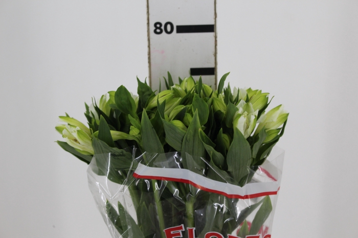 <h4>ALSTROEMERIA MISTRAL 080 CM</h4>