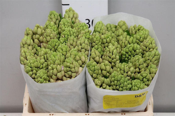 <h4>Hyac Fondant</h4>