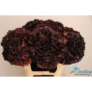 Hydr M Mag D Ruby Cl