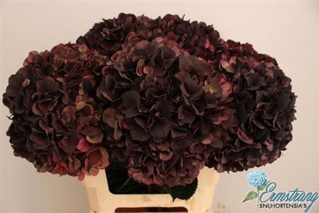 <h4>Hydr M Mag D Ruby Cl</h4>