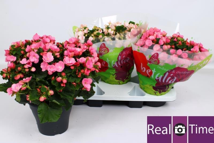 <h4>BEG EN BETULIA GEM</h4>
