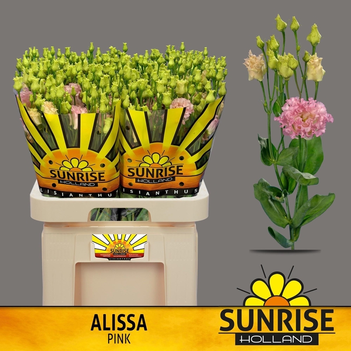 <h4>EUS G ALISSA PINK</h4>