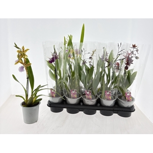 ORCHIDEEEN GEM