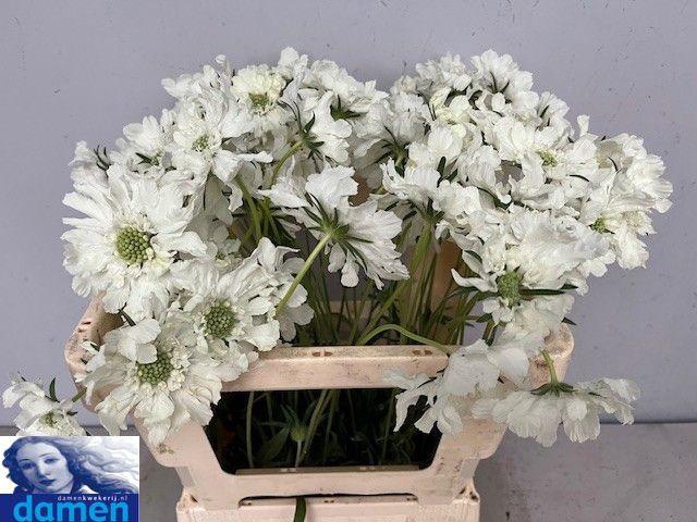 <h4>SCAB C ANNABELLE</h4>