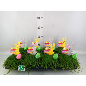 Soleirolia soleirolii   ...green