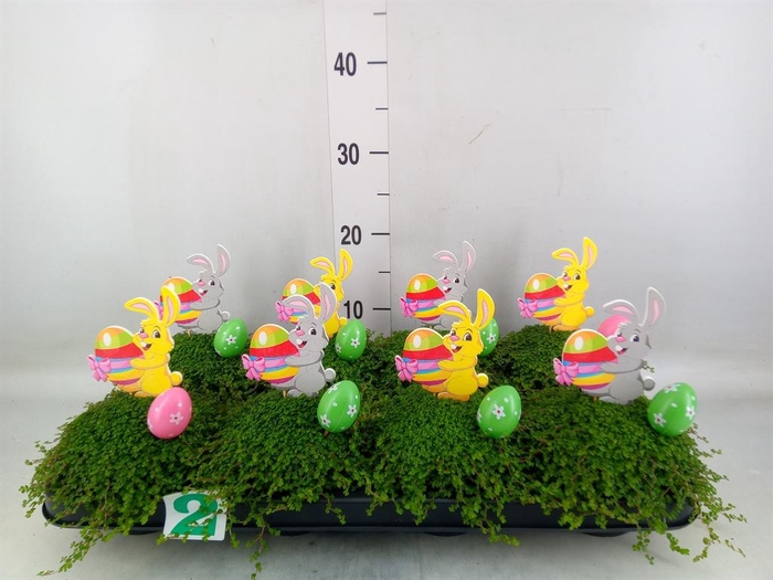 <h4>Soleirolia soleirolii   ...green</h4>