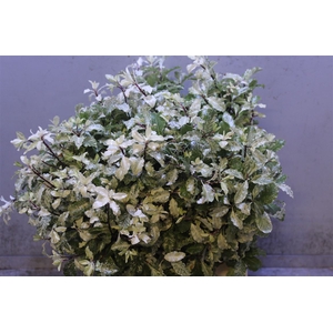 Pittosporum Irene Patterson