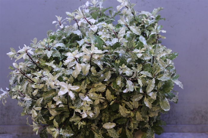 <h4>Pittosporum Irene Patterson</h4>