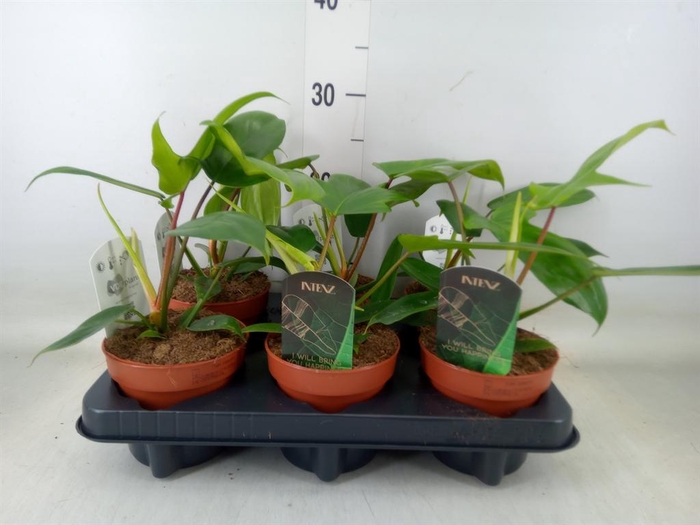 <h4>Philodendron   ...</h4>