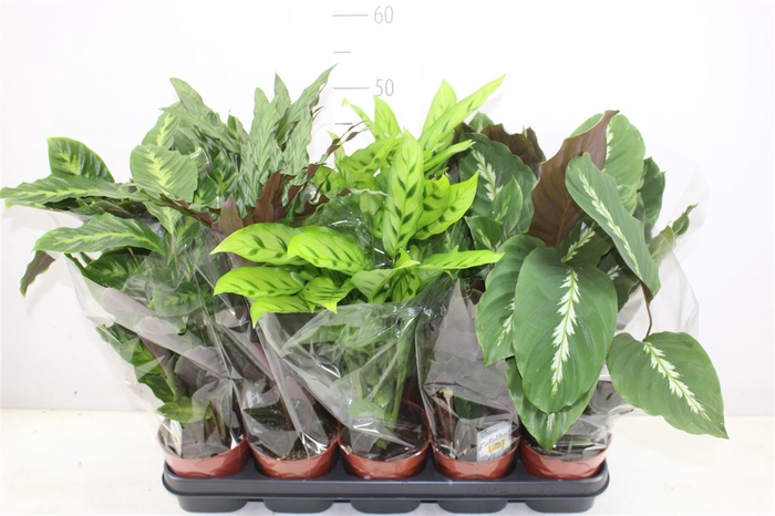 <h4>Calathea Gemengd</h4>