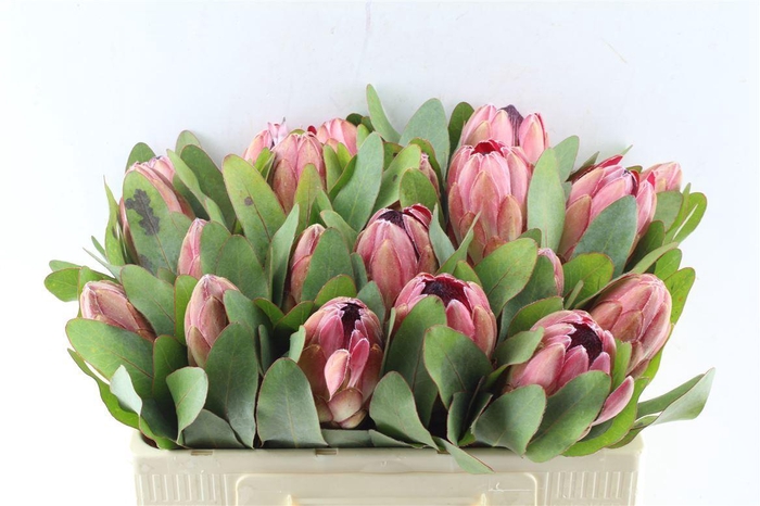 <h4>Protea Sylvia</h4>