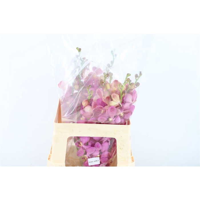 <h4>Mokara Jubkuan</h4>