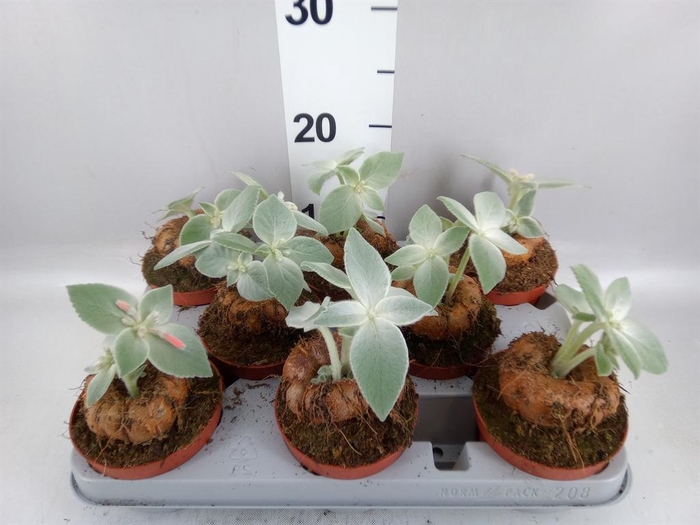 <h4>Cactus   ...</h4>