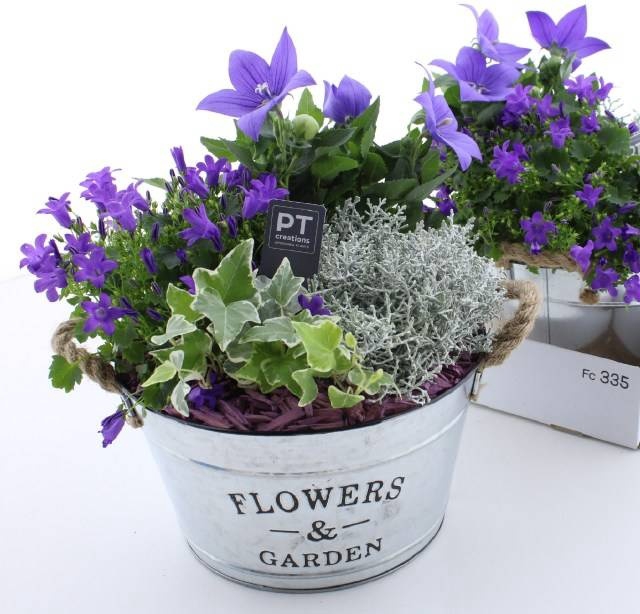 <h4>ARR TUINPLANTEN</h4>