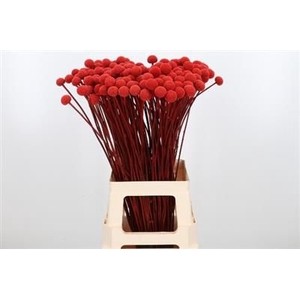 DROOG CRASPEDIA ROOD