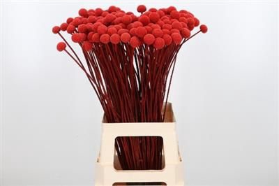 <h4>DROOG CRASPEDIA ROOD</h4>