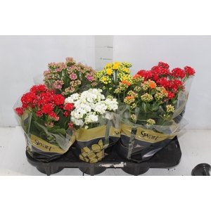 KALANCHOE DOBRADO P15