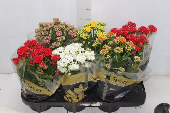 <h4>KALANCHOE DOBRADO P15</h4>