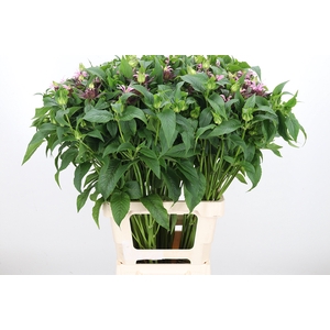 Monarda Beauty Cobha
