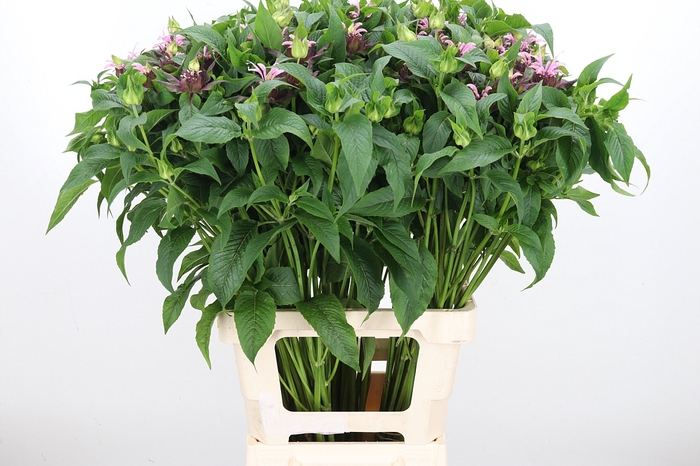 <h4>Monarda Beauty Cobha</h4>