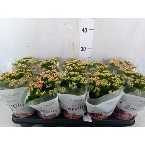 Kalanchoe blos. 'RosDon Nando'