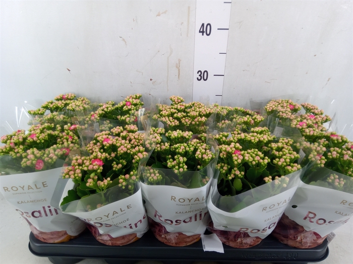 <h4>Kalanchoe blos. 'RosDon Nando'</h4>