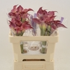 Calla Red Charm | Heavy Quality