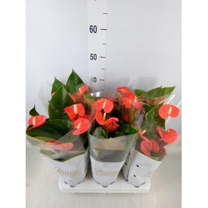 Anthurium andr. 'FC cinemato'